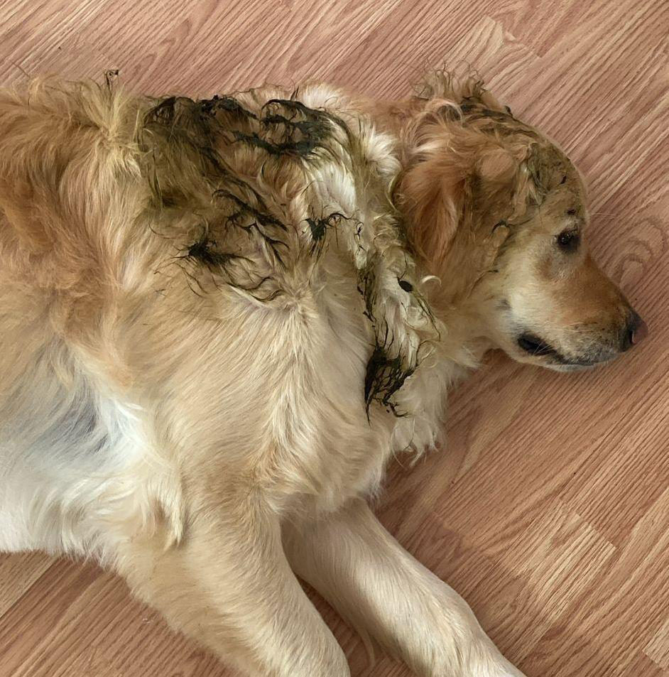 Dogs Got It founder with dog in Oregon Coast Range — origin story of Not Again™ natural dog spray